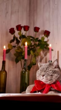 Romantic Valentine's Day at home with a cat, red flowers roses, candles, wine. Scottish Straight gray cat with a red bow