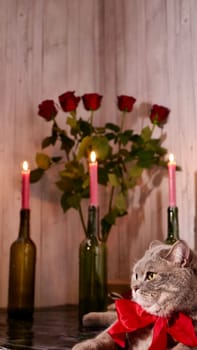 Romantic Valentine's Day at home with a cat, red flowers roses, candles, wine. Scottish Straight gray cat with a red bow