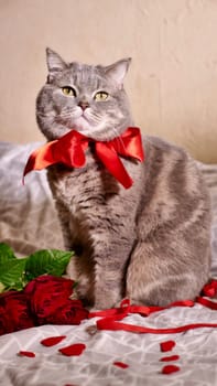 Romantic Valentine's Day with a pet, a British Scottish Straight gray cat, in bed with calendar. Romance of a single woman on February 14