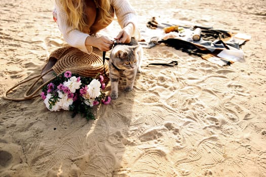 Woman puts a leash on a pet cat, breed Scottish Straight, on the beach on a sunny day