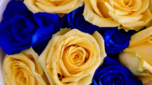 The background is yellow blue rose flowers, Ukrainian symbol of the flag. Close-up