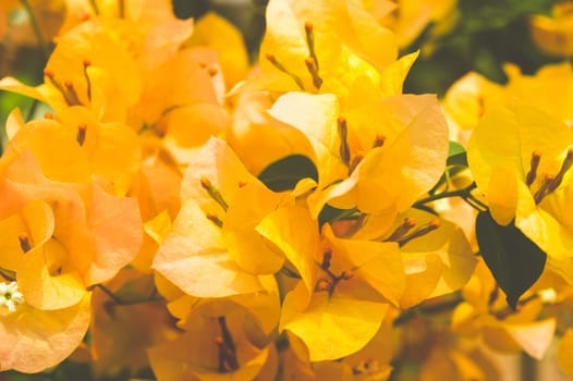 Mellow Yellow Bougainvillea ornamental vines flower full frame. Floral background