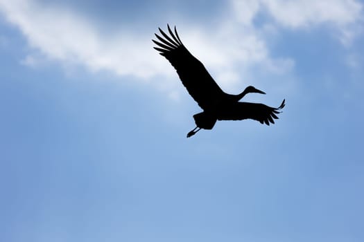silhouette of a stork against a blue sky