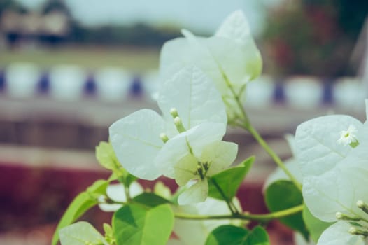 Branch of Vanilla Ice Bougainvillea Plants with classic white flowers surround by white bracts and white and green variegated foliage isolated. Beautiful floral background.