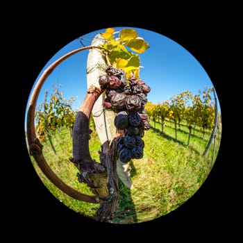 Dried grapes for Trockenbeerenauslöse in a vineyard with fish-eye lens