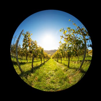 Sun back lit in a vineyard in fish-eye view landscape