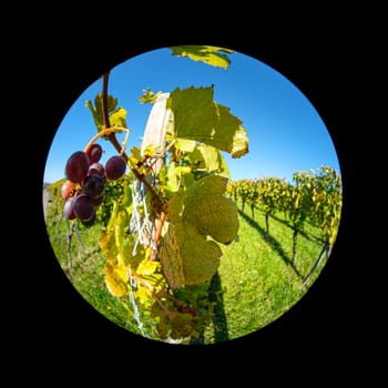 Ripe red grapes in a vineyard fish-eye lens close-up