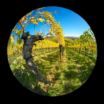 Old gnarled vine in a vineyard landscape in fish-eye lens