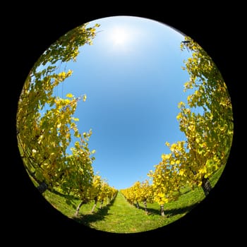 Vineayard with sun in the blue sky with fish-eye lens
