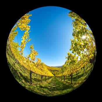 Vineyard in autumn colours and sun back lit with fish-eye lens