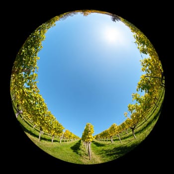 Vineyard in autumn landscape with fish-eye lens