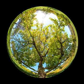 Old cherry tree plant with green foliage with fish-eye lens