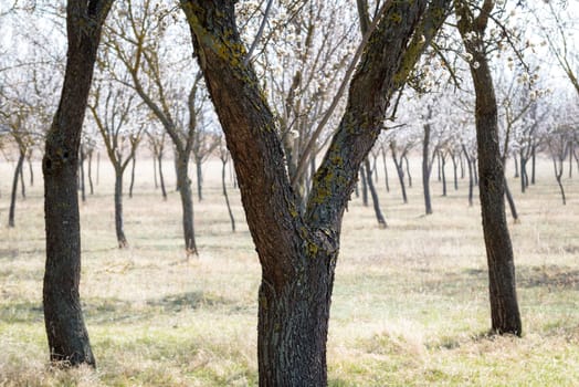 Blooming almond tree garden background
