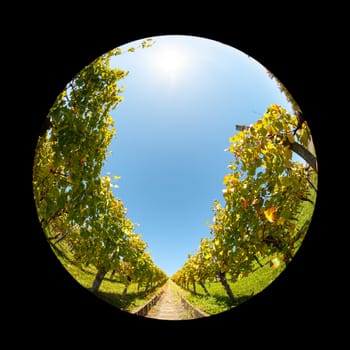 Stairs in a vineyard with blue sky fish-eye lens
