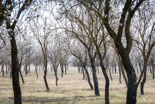 Blooming almond tree garden background