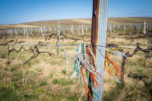 Bare vineyard field in winter Burgenland Austria