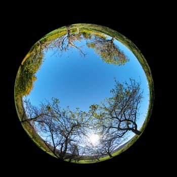 Orchard fruit trees with sun back lit landscape fish-eye lens