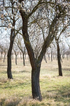 Blooming almond tree garden background