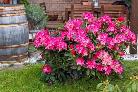 Rustic garden -  blooming pink rhododendron flowers