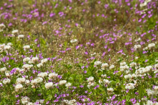 wild flowers in the meadow - soft focus