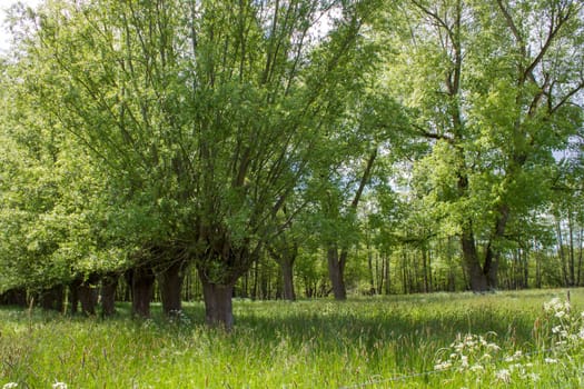 Salix caprea - willow grove. Spring Landscape with several willows grow in the meadow, Germany