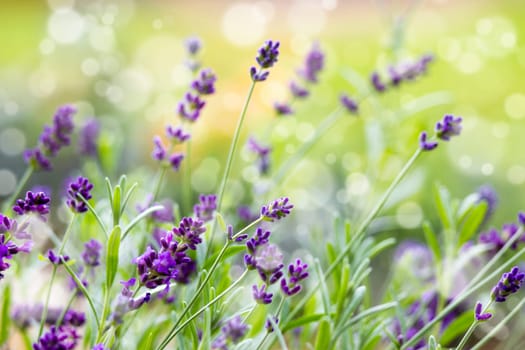 lavender flowers in the garden