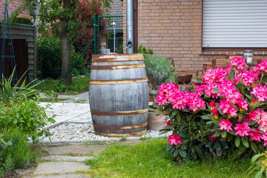Rustic garden -  blooming pink rhododendron flowers