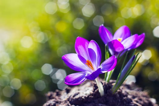 crocus - one of the first spring flowers