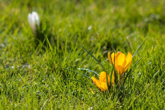 crocus - one of the first spring flowers - soft focus