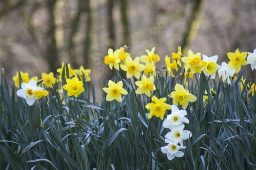 The daffodil, Narcissus pseudonarcissus, yellow and white narcissus flowers in a park, springtime