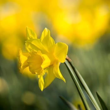 The daffodil, Narcissus pseudonarcissus, yellow and white narcissus flowers in a park, springtime