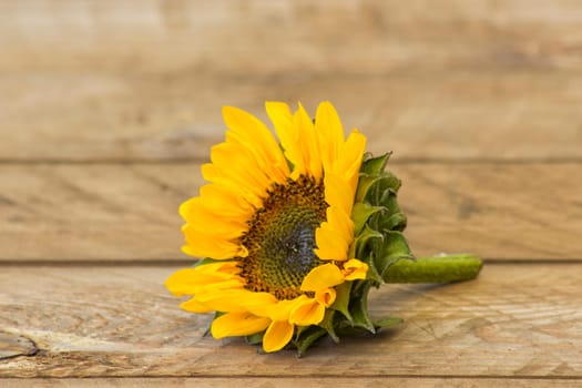 sunflowers on okd wooden background (Helianthus)