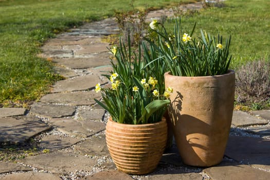 The daffodil, Narcissus pseudonarcissus, white narcissus flowers in a pot, springtime