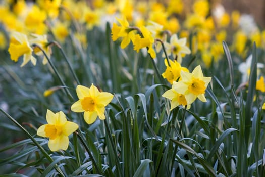 The daffodil, Narcissus pseudonarcissus, yellow narcissus flowers in a park, springtime