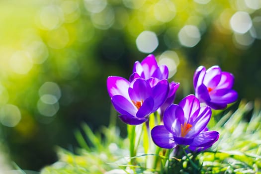 crocus - one of the first spring flowers