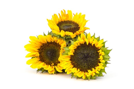 sunflowers on white background (Helianthus)
