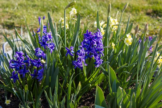 hyacinth and narcissus flowers in the garden, springtime
