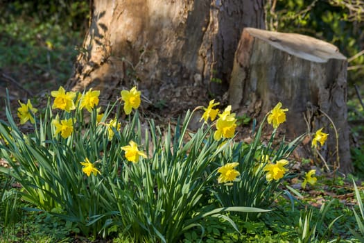 The daffodil, Narcissus pseudonarcissus, yellow narcissus flowers in a park, springtime