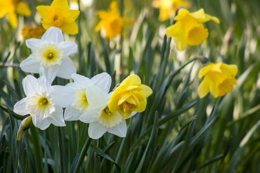The daffodil, Narcissus pseudonarcissus, yellow narcissus flowers in a park, springtime
