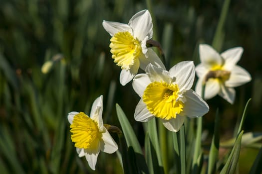The daffodil, Narcissus pseudonarcissus, white narcissus flowers in a garden, springtime