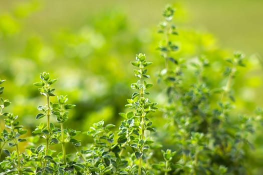 origano in a garden - soft focus