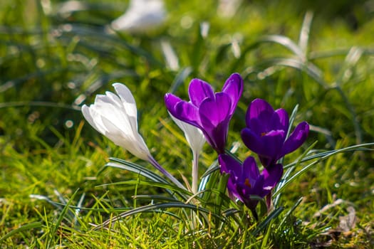crocus - one of the first spring flowers in the garden - soft focus