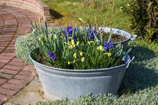 Rustic tin tub with flowers - hyacinth and narcissus - springtime