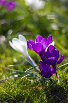 crocus - one of the first spring flowers in the garden - soft focus