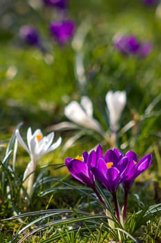 crocus - one of the first spring flowers in the garden - soft focus