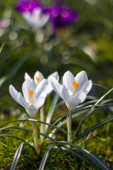 crocus - one of the first spring flowers in the garden - soft focus