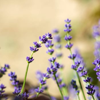 lavender flowers in the garden