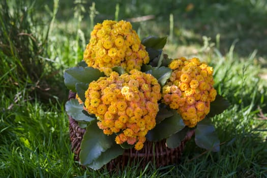 yellow kalanchoe flowers in a basket