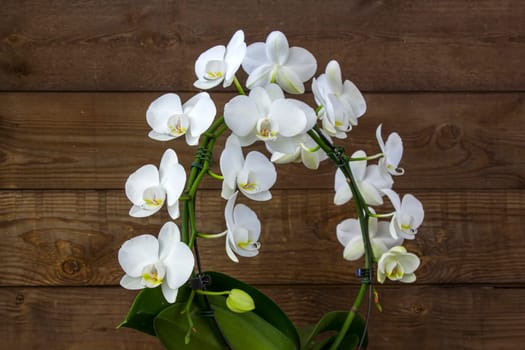 Beautiful white orchid - phalaenopsis - wooden background