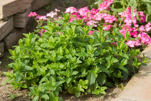mint in a herbs spiral